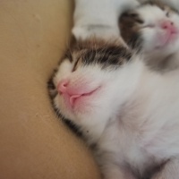 Tekir Kedi, Kedi  Kali fotoğrafı