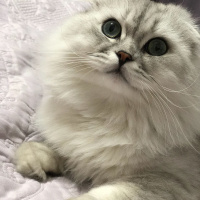 British Shorthair, Kedi  pisa fotoğrafı