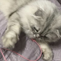 British Shorthair, Kedi  pisa fotoğrafı