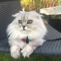 British Shorthair, Kedi  pisa fotoğrafı