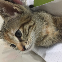 Tekir Kedi, Kedi  Ice fotoğrafı