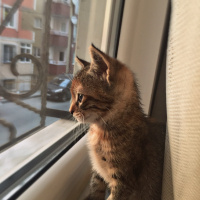 Tekir Kedi, Kedi  Ice fotoğrafı