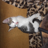 Tekir Kedi, Kedi  Candy fotoğrafı