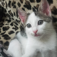 Tekir Kedi, Kedi  Candy fotoğrafı