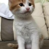Tekir Kedi, Kedi  Keyçun fotoğrafı