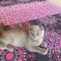 Scottish Fold, Kedi  Duman fotoğrafı