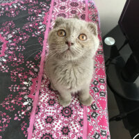 Scottish Fold, Kedi  Duman fotoğrafı