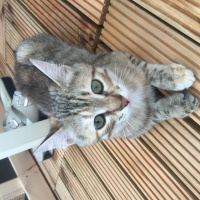 Tekir Kedi, Kedi  Çakıl fotoğrafı