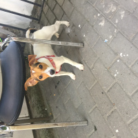 Jack Russell Terrier, Köpek  SAHİPLENDİ fotoğrafı