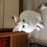 Soke, Kedi  Boncuk fotoğrafı