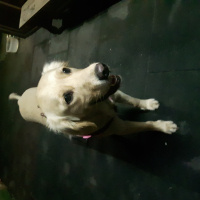 Golden Retriever, Köpek  Bambam fotoğrafı