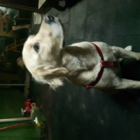 Golden Retriever, Köpek  Bambam fotoğrafı