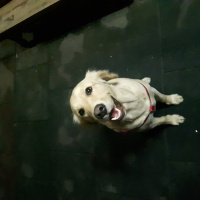 Golden Retriever, Köpek  Bambam fotoğrafı