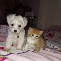 Maltese, Köpek  Leydi fotoğrafı