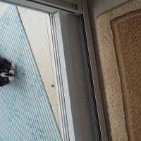Ankara Kedisi, Kedi  Koko fotoğrafı