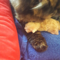 İran Kedisi (Persian), Kedi  Kız fotoğrafı