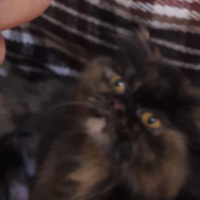 İran Kedisi (Persian), Kedi  Kız fotoğrafı