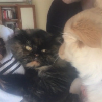 İran Kedisi (Persian), Kedi  Kız fotoğrafı