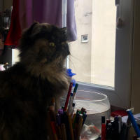 İran Kedisi (Persian), Kedi  Kız fotoğrafı