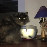 İran Kedisi (Persian), Kedi  Kız fotoğrafı