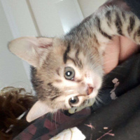 Tekir Kedi, Kedi  Bubbles fotoğrafı