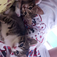 Tekir Kedi, Kedi  Bubbles fotoğrafı