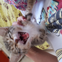 Tekir Kedi, Kedi  Bubbles fotoğrafı