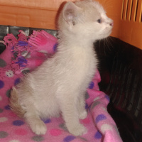 Tekir Kedi, Kedi  Mario fotoğrafı