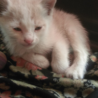 Tekir Kedi, Kedi  Mario fotoğrafı