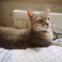 Mavi Rus, Kedi  Foxy fotoğrafı