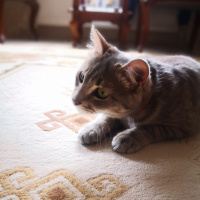 Mavi Rus, Kedi  Foxy fotoğrafı