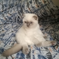 Scottish Fold, Kedi  Sütlaç fotoğrafı