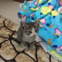 Tekir Kedi, Kedi  Bella fotoğrafı