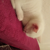 Van Kedisi, Kedi  Pamuk fotoğrafı