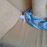 Van Kedisi, Kedi  Pamuk fotoğrafı