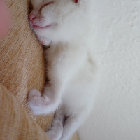 Van Kedisi, Kedi  Pamuk fotoğrafı