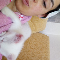 Van Kedisi, Kedi  Pamuk fotoğrafı