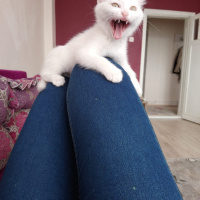 Van Kedisi, Kedi  Pamuk fotoğrafı