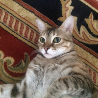 Tekir Kedi, Kedi  Prenses fotoğrafı