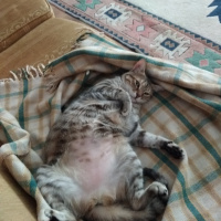 Tekir Kedi, Kedi  Prenses fotoğrafı