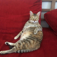 Tekir Kedi, Kedi  Prenses fotoğrafı