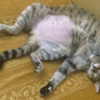 Tekir Kedi, Kedi  Prenses fotoğrafı