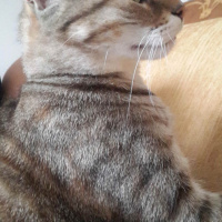 Tekir Kedi, Kedi  Prenses fotoğrafı