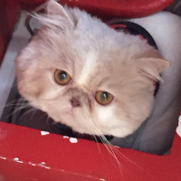 İran Kedisi (Persian), Kedi  mia fotoğrafı