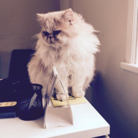 İran Kedisi (Persian), Kedi  mia fotoğrafı