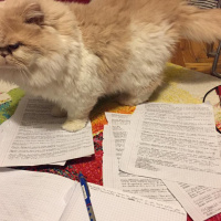 İran Kedisi (Persian), Kedi  mia fotoğrafı