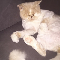 İran Kedisi (Persian), Kedi  mia fotoğrafı
