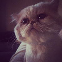İran Kedisi (Persian), Kedi  mia fotoğrafı