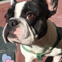 Fransız Bulldog, Köpek  leon fotoğrafı