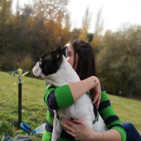 Fransız Bulldog, Köpek  leon fotoğrafı